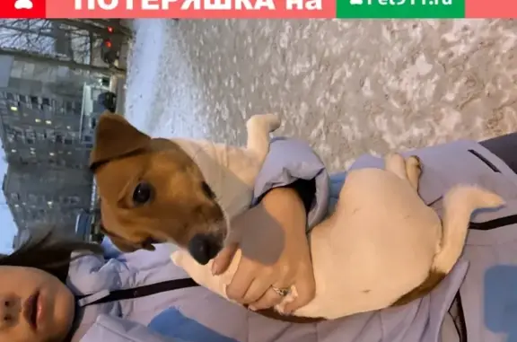 Найдена собака Джек Рассел на ул. С. Акимова, 33 (Н.Новгород)