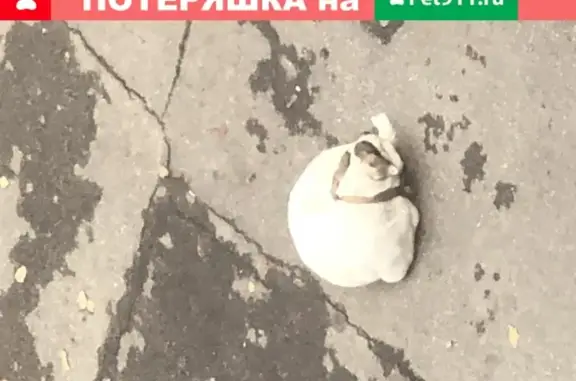 Найдена кошка на Ул. Красноармейской в Сочи