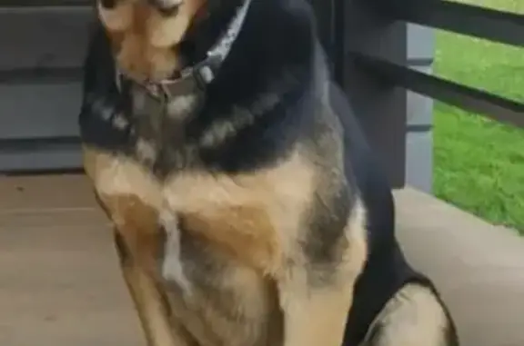 Пропала собака НУКЕР в Колоколовском лесу, Московская область