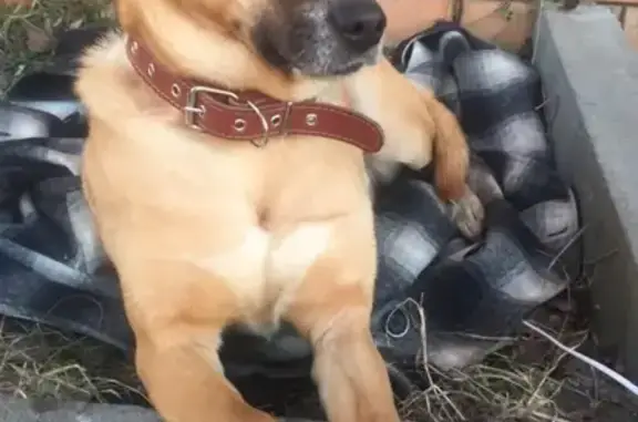Найдена рыжая домашняя собака в Москве