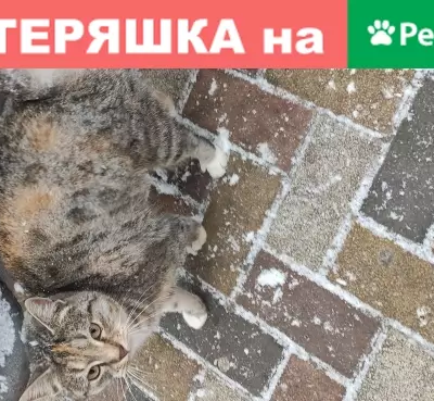 Найдена серо-рыжая кошка на перекрестке Мира/Октябрьской революции