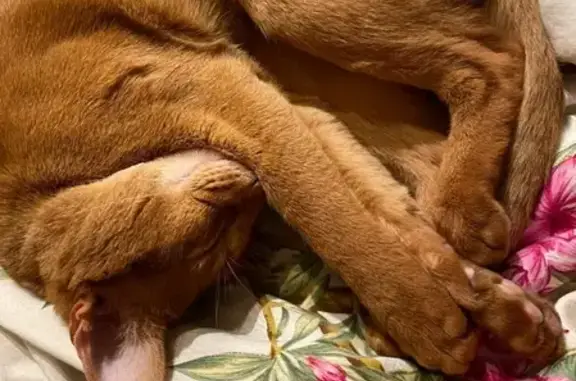 Пропал кот породы абиссинская по кличке Симба в Москве