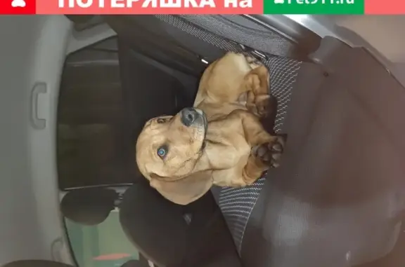Собака Рыжий найдена в Белгородской области