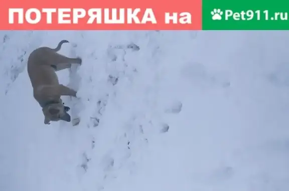Найдена собака Рыжий на Новотитаровской.