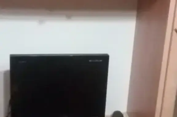 Потерянные животные Калининград, фото: Пропала собака в Калининграде, возраст 2-3 года, полосатый с красным ошейником