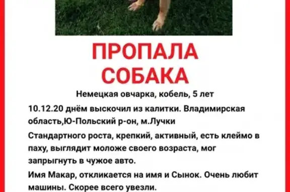 Пропала собака Немецкая овчарка в Юрьев-Польском районе