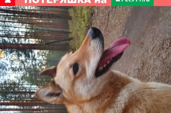 Пропала собака Буря в Поддубье, Лужский и Тосненский районы