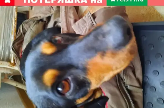 Найдена собака метис таксы на ул. А. Невского, Симферополь