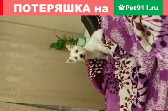 Собаки потеряшки, Омск, фото: Потеряшка собака Вайт в Омске