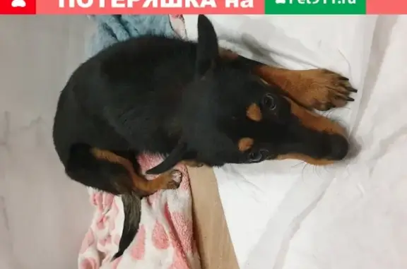 Найдена собака на Евпаторийском шоссе в Крыму