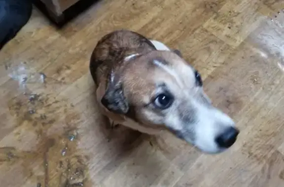 Найдена собака, , фото: Найден домашний пёс на Дорожной улице