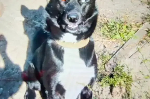 Собаки потеряшки, Брянск, фото: Потеряшка собака Каюр, ул. Западная Аллея 15, Брянск