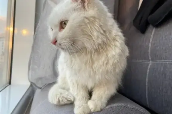 Найдена кремово-белая кошка в Сочи