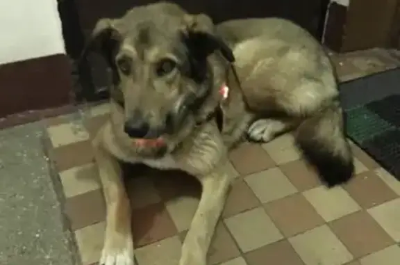 Собака найдена в подъезде в Москве.