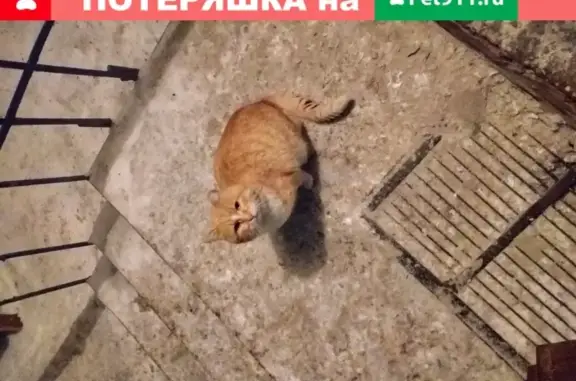 Уфа: найден домашний кот с поврежденным ухом.