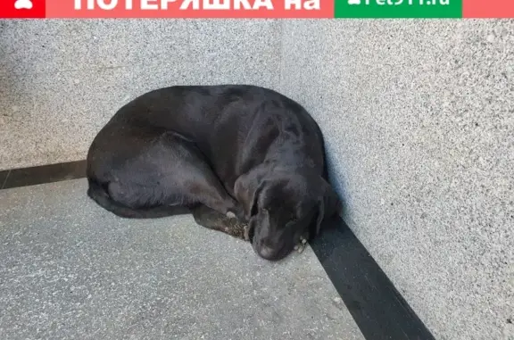 Собака найдена в Сочи, ул. 20 Горнострелковой 18а.