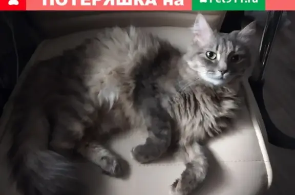 Найдена пушистая кошка в Волгограде
