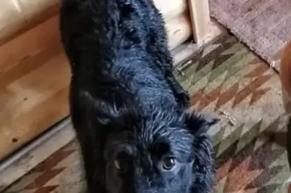 Пропала черная собака с ошейником и брелоком в д. Захарово, Московская область