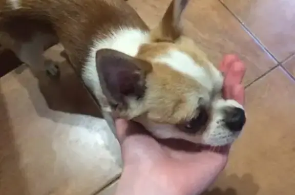 Собаки потеряшки, Тверь, фото: Потеряшка собака Чихуа Хуа на ул. Оборонной, Тверь