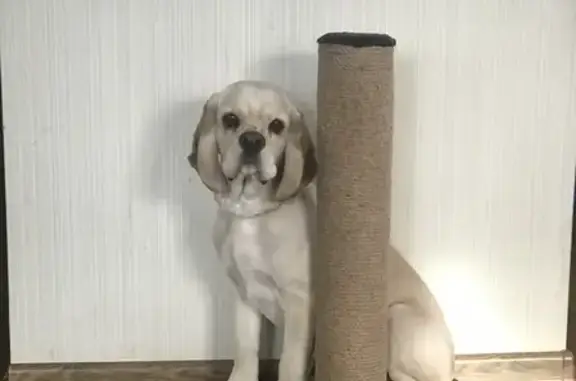 Собаки потеряшки, Омск, фото: Потеряшка собака Смайлик в Омске