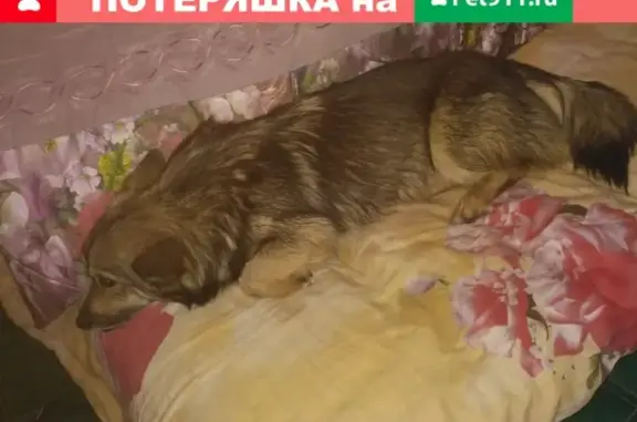 Найдена собака на ул. Баррикадная 8 в Волгограде