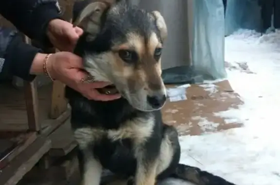 Собака-щенок найдена в районе ТЦ Желябовский, Смоленск