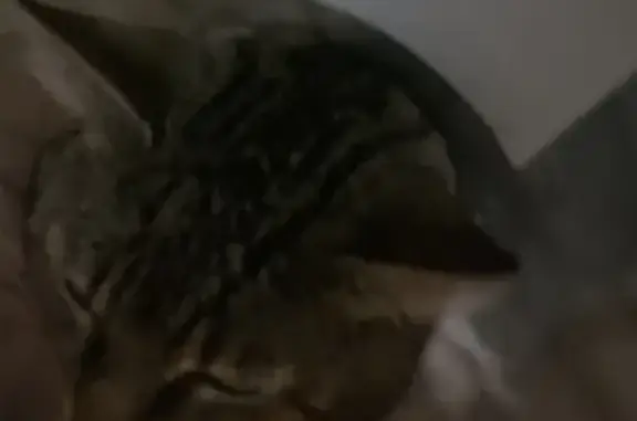 Найден домашний кот с красной повязкой во Воронеже