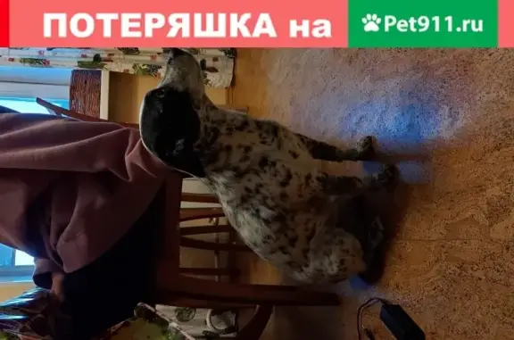 Собака без ошейника на ул. Кошурникова 8, Новосибирск