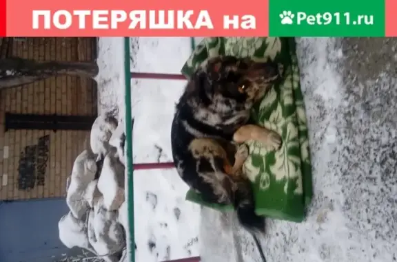 Найдена взрослая собака на Российской улице, Челябинск