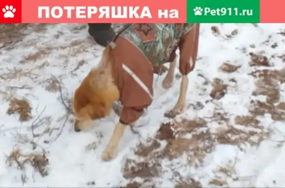 Пропала собака в Лиственском месторождении, Россия