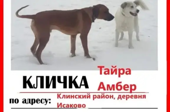 Пропала собака в деревне Исаково, Московская область
