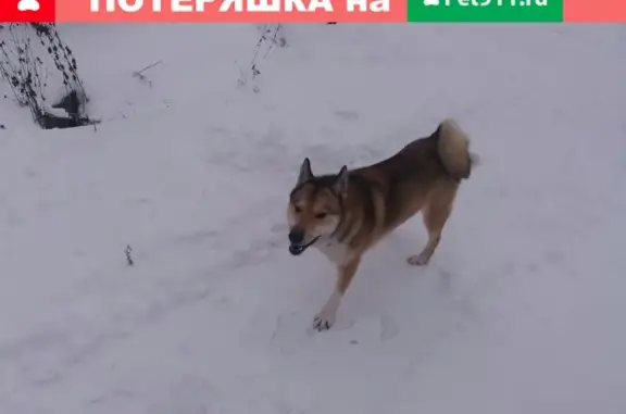 Найдена собака в деревне Алексеевка, Московская область
