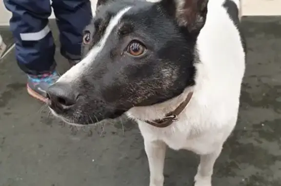 Собака найдена в парке им. Артема Боровика, м. Братиславская, Москва