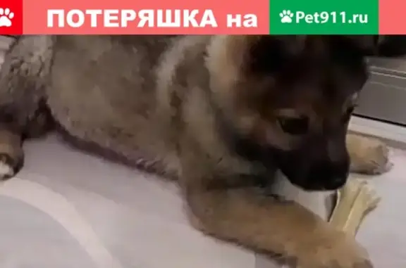 Найден кобель-щенок в Новоалтайске, ищет дом