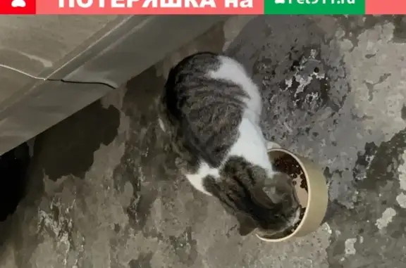 Найдена кошка на ул. Маршала Тимошенко 17