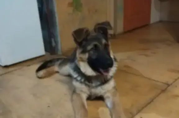 Найден щенок на ул. Веденеева в Перми