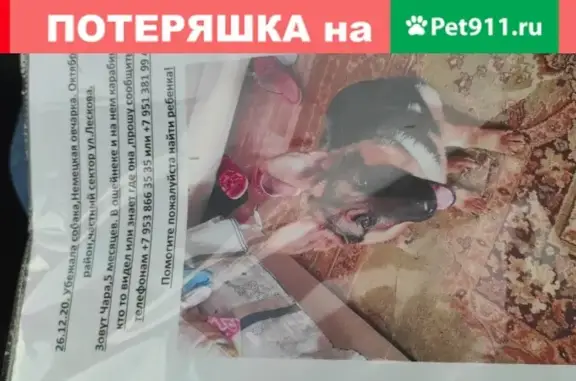 Пропала собака Чара, Новосибирск, ул. Лескова