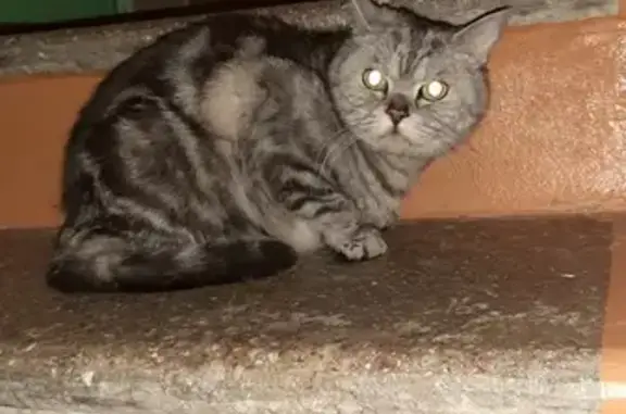 Найден Шотландский кот на Ивантеевской улице, Москва
