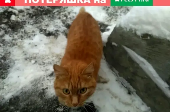 Найдена кошка в Советском районе, возле Дворца Спорта