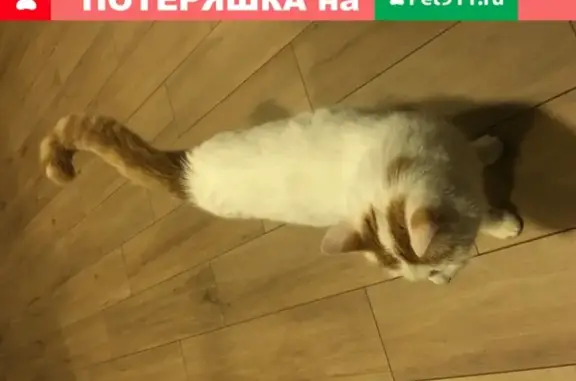 Найдена белая кошка в Тамбове на ул. Подбельского