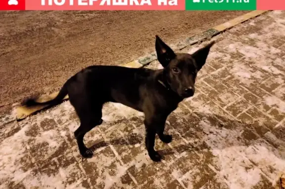 Собака с кожаным ошейником найдена на ул. Голубева, 6к2