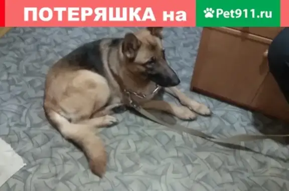 Найдена собака, Ярославль