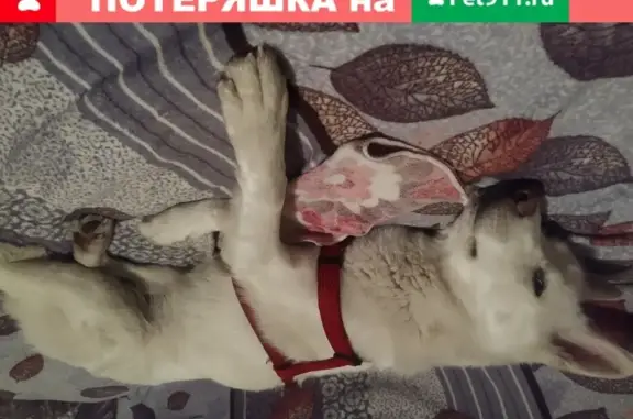 Найдена молодая собака Тип Лайка на ул. Лескова, Москва