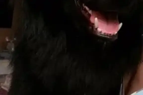 Пропала собака в лесу СНТ Дубрава, Раменский район, вознаграждение