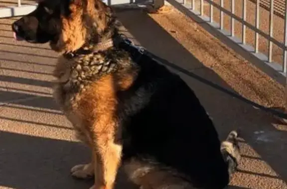 Собаки потеряшки, Москва, фото: Потеряшка немецкая овчарка Арчи по Новосходненскому шоссе в Верескино, Москва