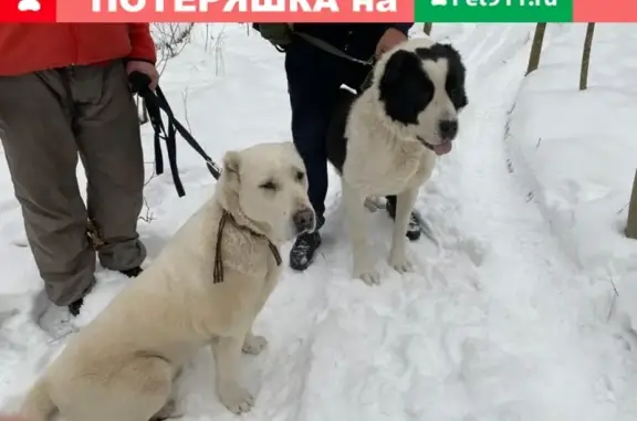 Найдена пара алабаев в поселке Вешки, МО