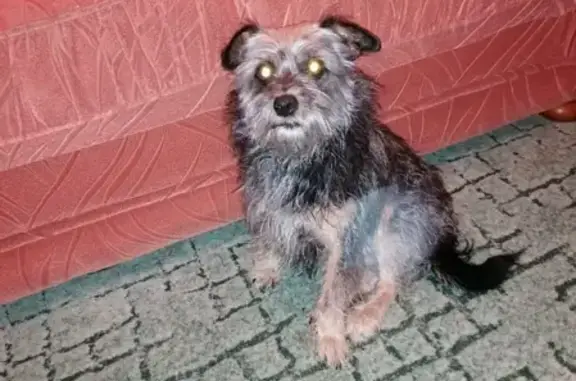 Найдена собака на улице Макаренко 5