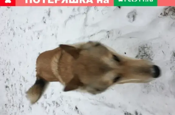 Собака найдена в Судогде