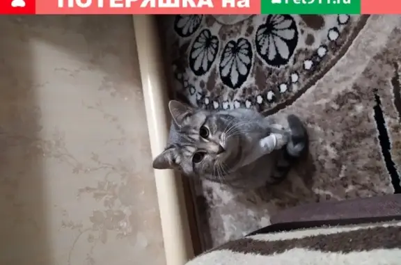 Найдена кошка с сломаной лапой в центре Астрахани
