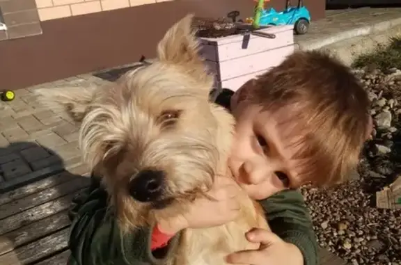 Пропала собака Вил в Новой Адыгее, Краснодар.
